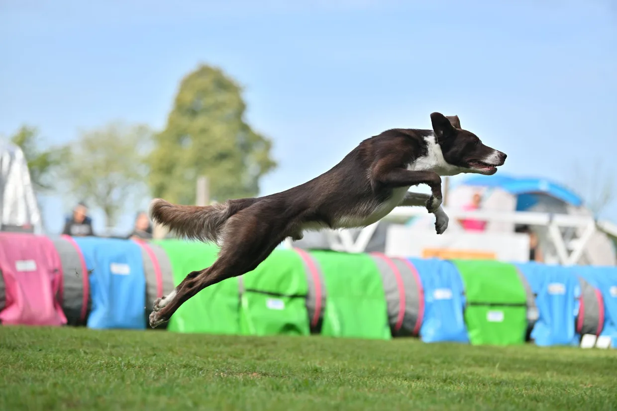 Pies w biegu na torze podczas zawodów agility